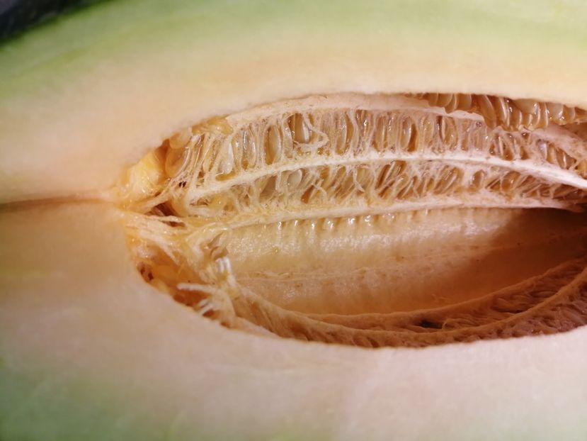 - SEMINTE PEPENE GALBEN - D 221 INDIAN CREAM COBRA