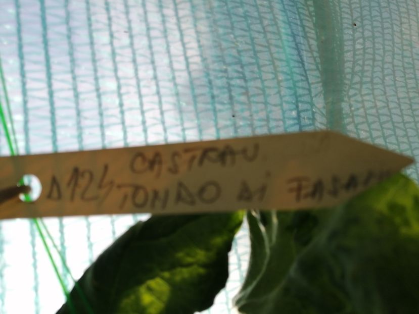  - SEMINTE CASTRAVETE - D 124 TONDO LISCIO DI FASANO O BARATTIERE