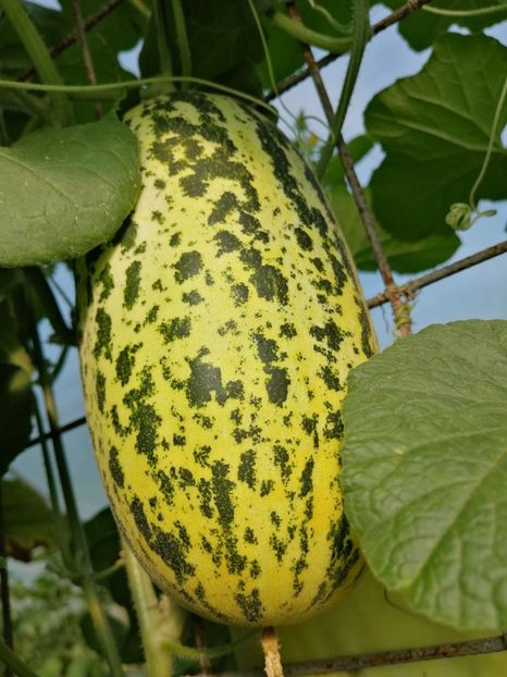  - SEMINTE CASTRAVETI - D 133 SAMBAR CUCUMBER