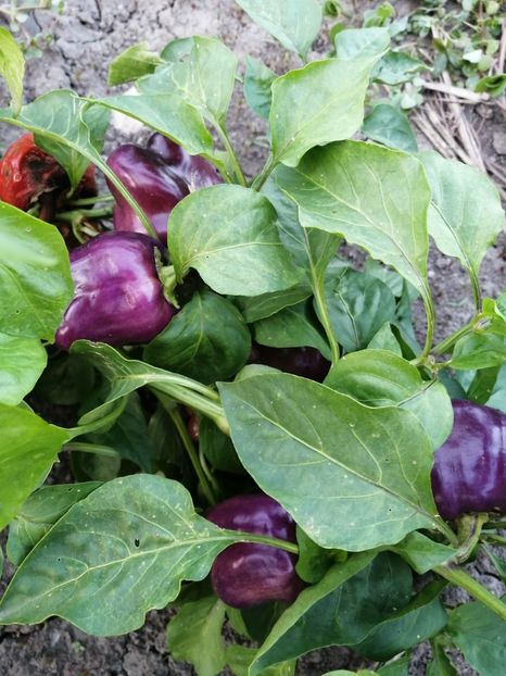  - SEMINTE ARDEI - A 90 IKO IKO