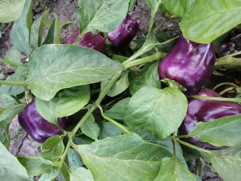  - SEMINTE ARDEI - A 90 IKO IKO