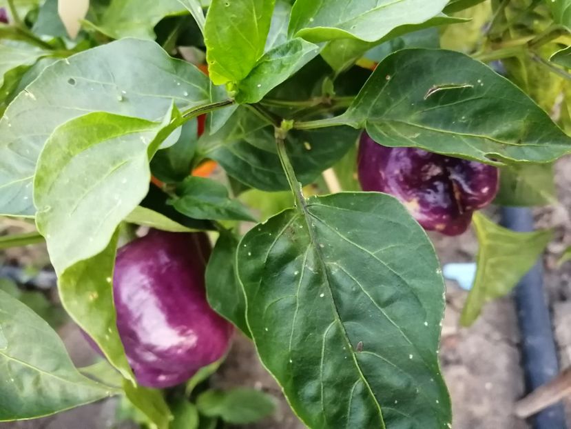  - SEMINTE ARDEI - A 90 IKO IKO