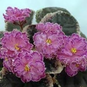 Poză net - LE Rimma