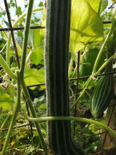  - SEMINTE CASTRAVETE - D 224 STRIPED ARMENIAN CUCUMBER