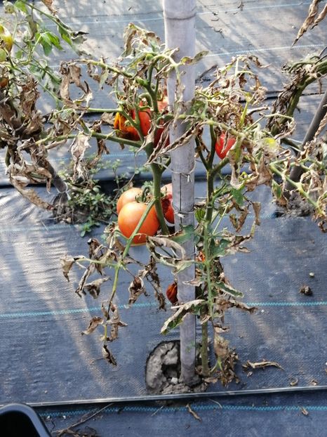  - SEMINTE ROSII - T 1114 SUGAR GIANT