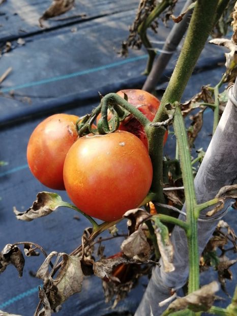  - SEMINTE ROSII - T 1114 SUGAR GIANT