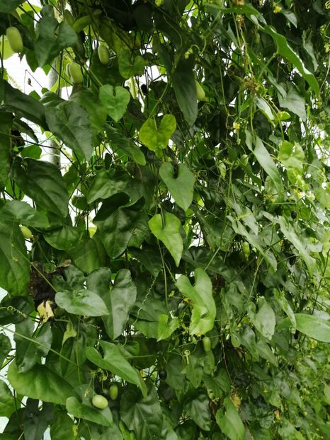  - SEMINTE CASTRAVETI - D 227 MELOTHRIA PENDULA