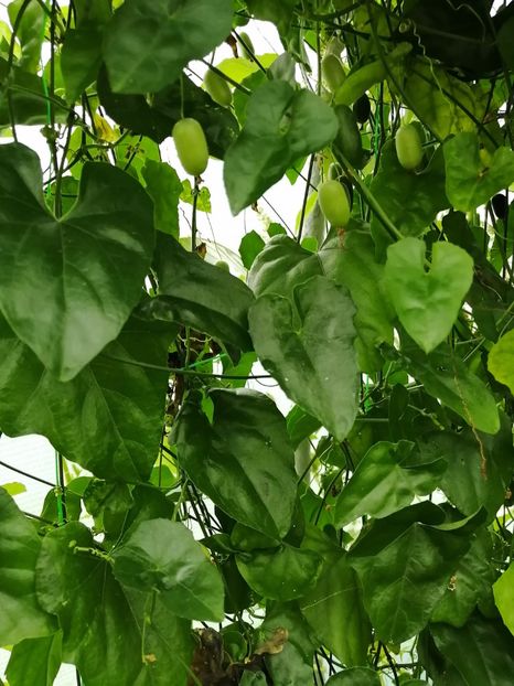  - SEMINTE CASTRAVETI - D 227 MELOTHRIA PENDULA