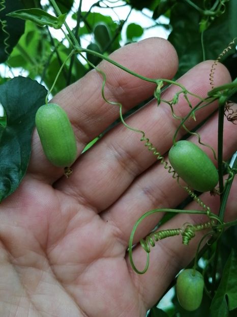  - SEMINTE CASTRAVETI - D 227 MELOTHRIA PENDULA