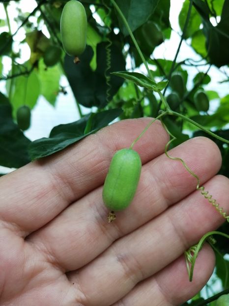  - SEMINTE CASTRAVETI - D 227 MELOTHRIA PENDULA