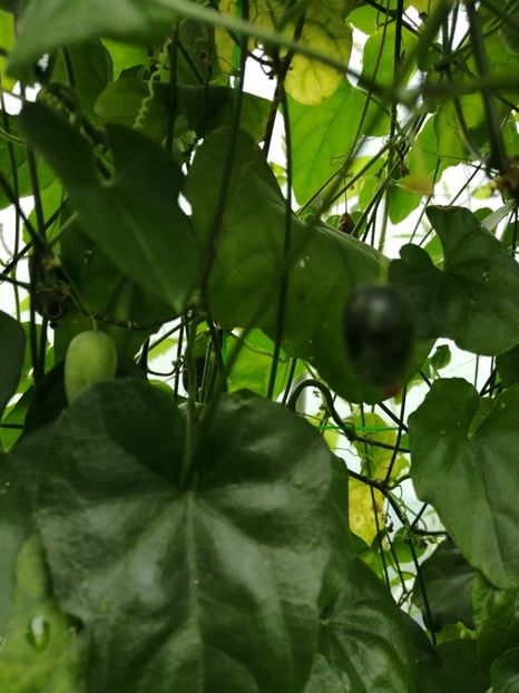  - SEMINTE CASTRAVETI - D 227 MELOTHRIA PENDULA