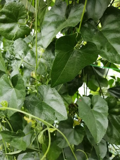  - SEMINTE CASTRAVETI - D 227 MELOTHRIA PENDULA