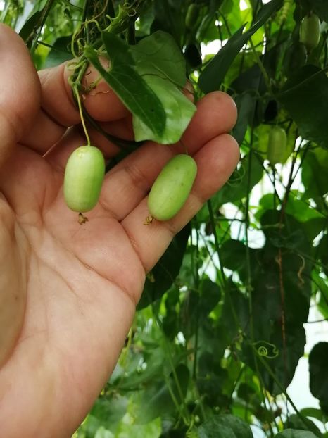  - SEMINTE CASTRAVETI - D 227 MELOTHRIA PENDULA