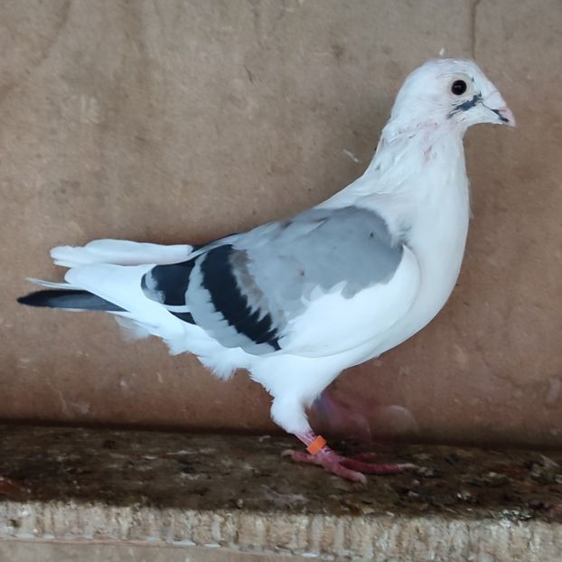 Mascul 21-793 - Porumbei vanduti