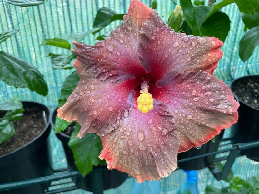  - X - Moorea Juan Lucas