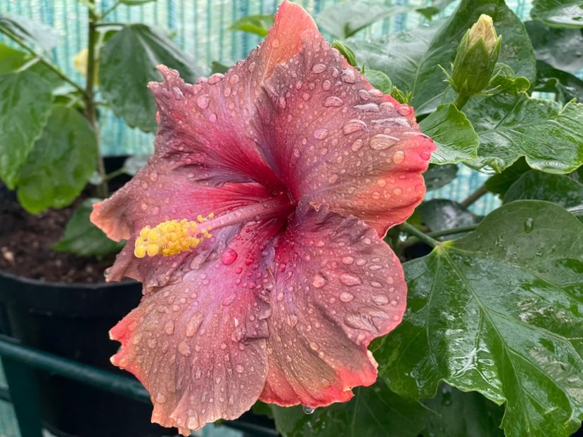  - X - Moorea Juan Lucas