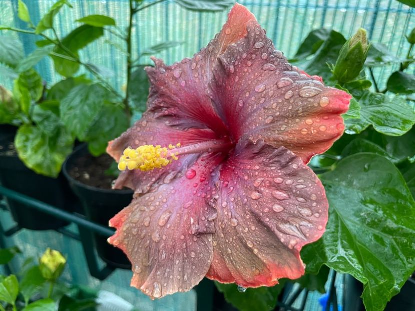  - X - Moorea Juan Lucas