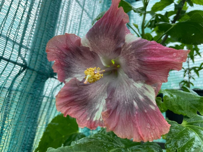  - X - HD Serena s Beauty