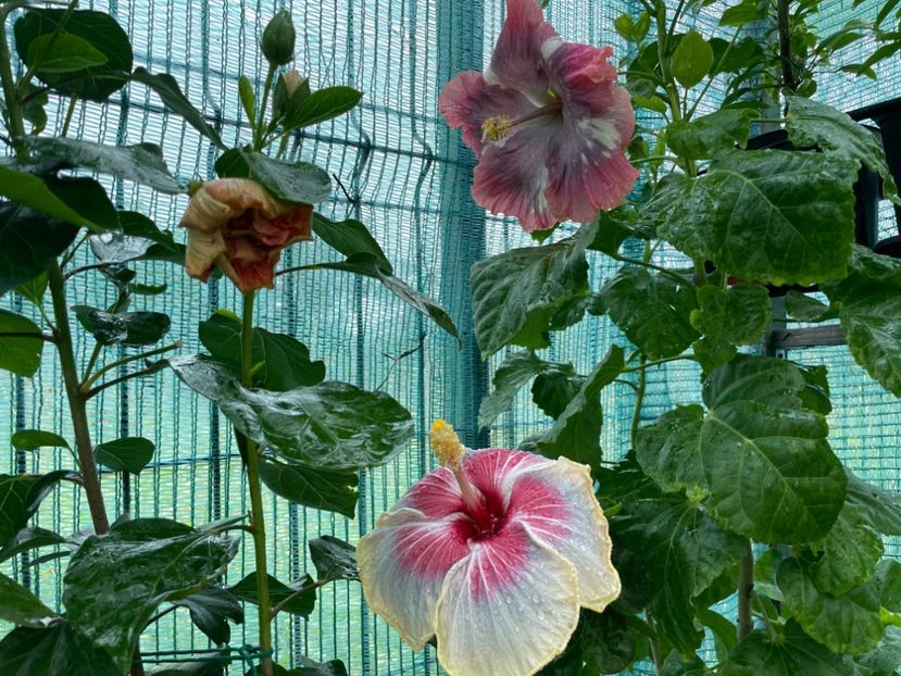  - X - HD Serena s Beauty