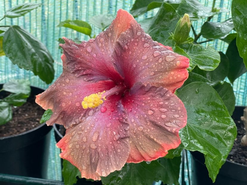  - 001 - Hibiscusi 2024 - 2