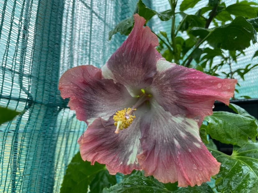  - 001 - Hibiscusi 2024 - 2