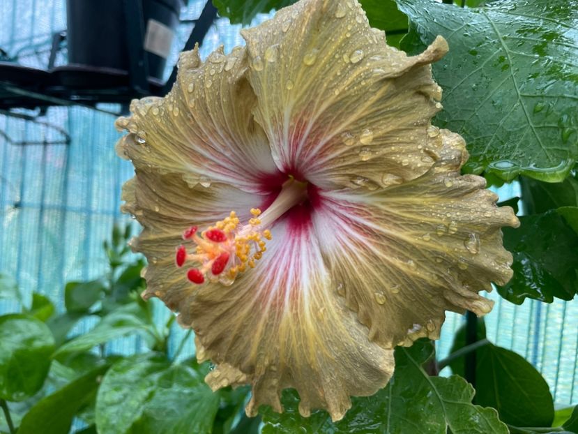  - 001 - Hibiscusi 2024 - 2