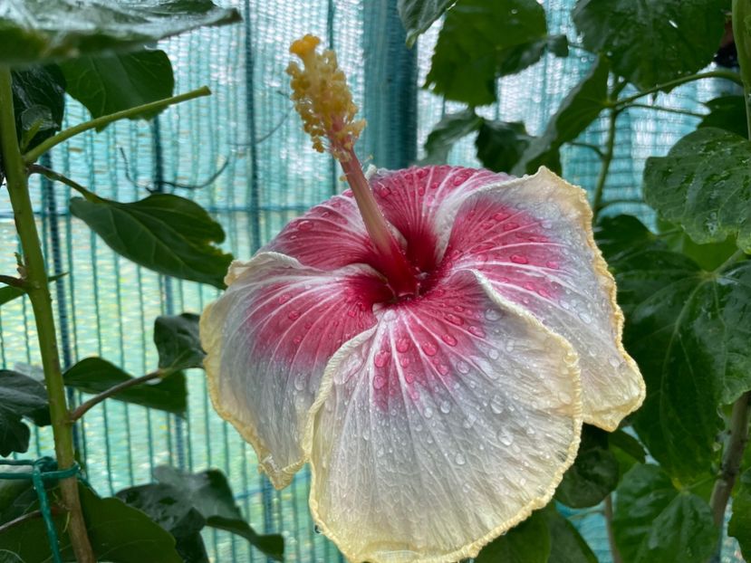  - 001 - Hibiscusi 2024 - 2