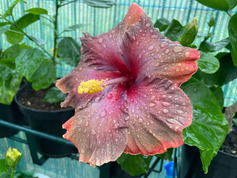  - 001 - Hibiscusi 2024 - 2