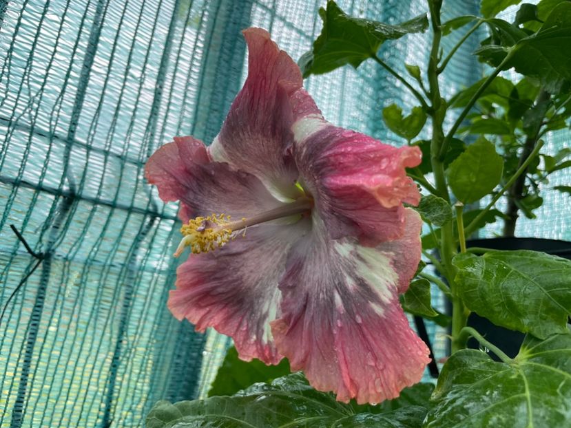  - 001 - Hibiscusi 2024 - 2