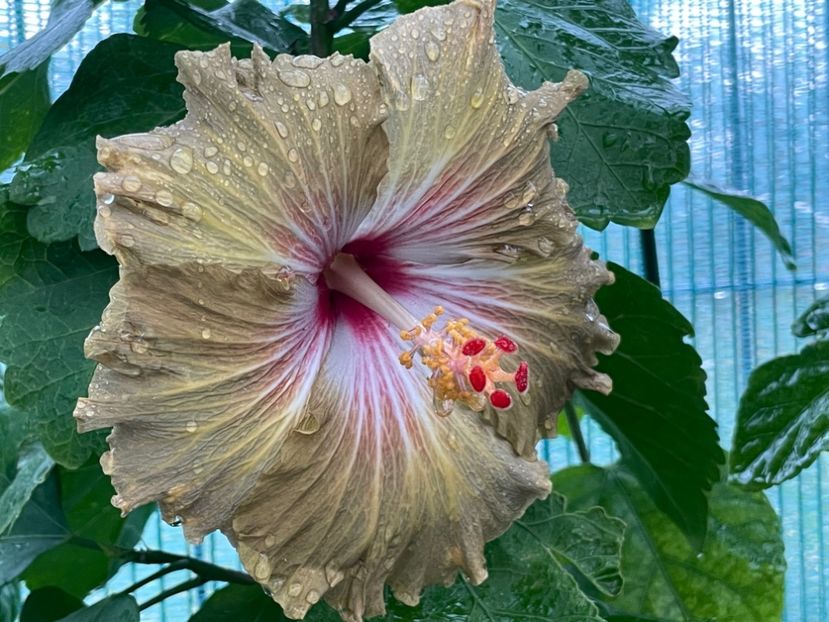  - 001 - Hibiscusi 2024 - 2