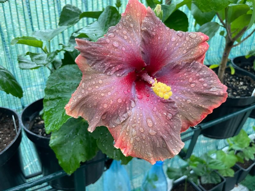  - 001 - Hibiscusi 2024 - 2