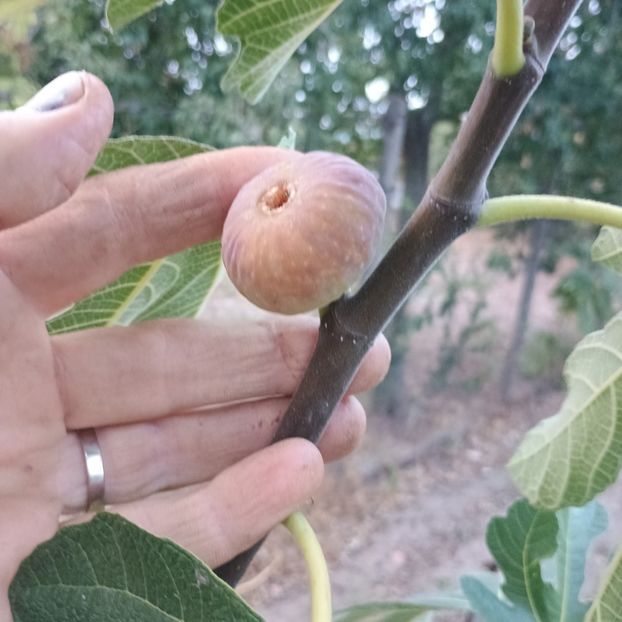 Rosce - Arbori fructiferi 2024