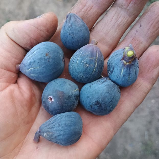 Noir de Juliet - Arbori fructiferi 2024