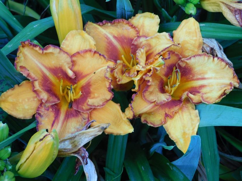  - Hemerocallis - crini 2024