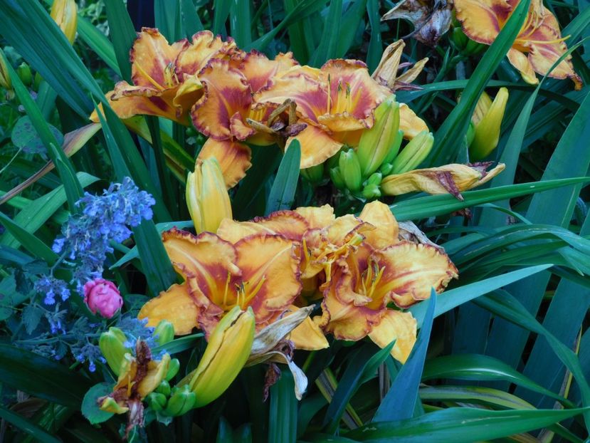 Tigger - Hemerocallis - crini 2024