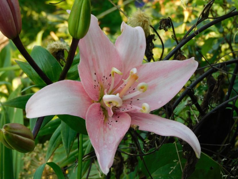 Elodie - Hemerocallis - crini 2024