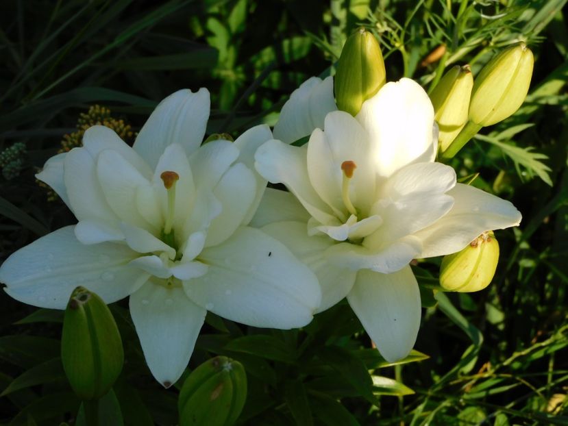 Belvedere - Hemerocallis - crini 2024