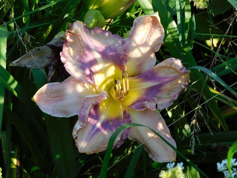  - Hemerocallis - crini 2024