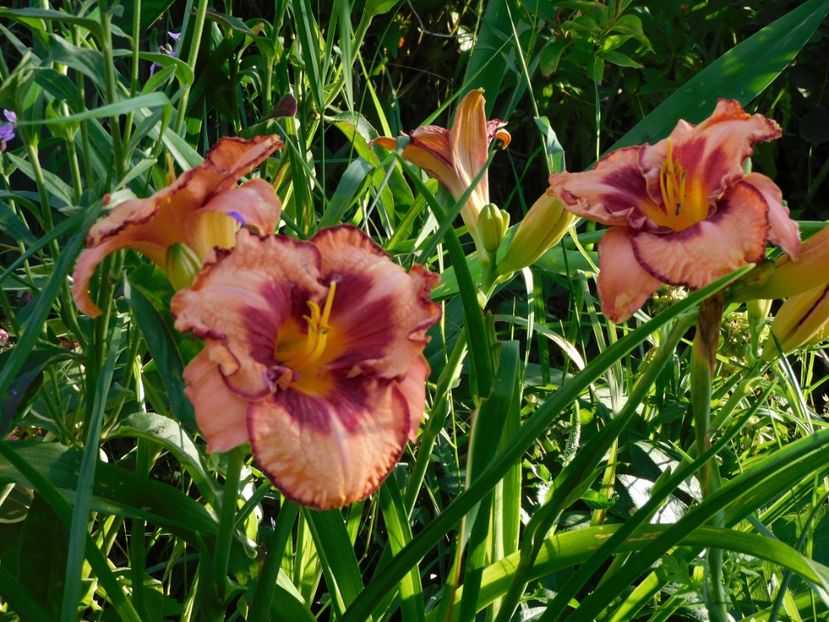  - Hemerocallis - crini 2024