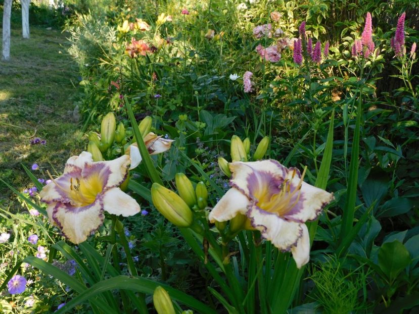  - Hemerocallis - crini 2024