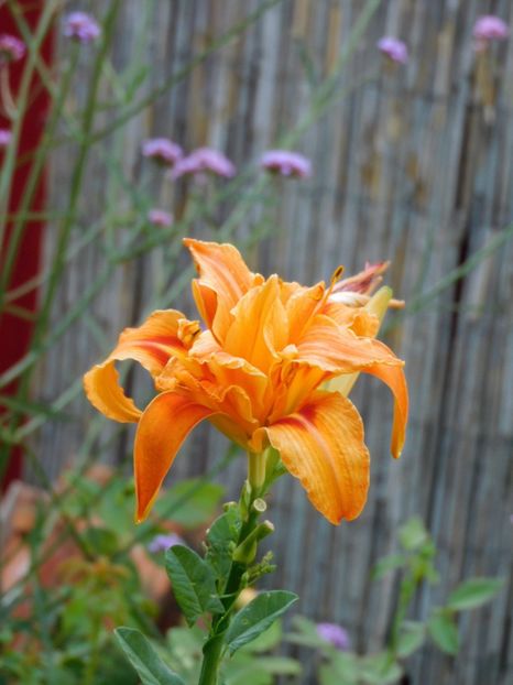  - Hemerocallis - crini 2024
