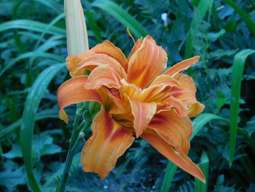  - Hemerocallis - crini 2024