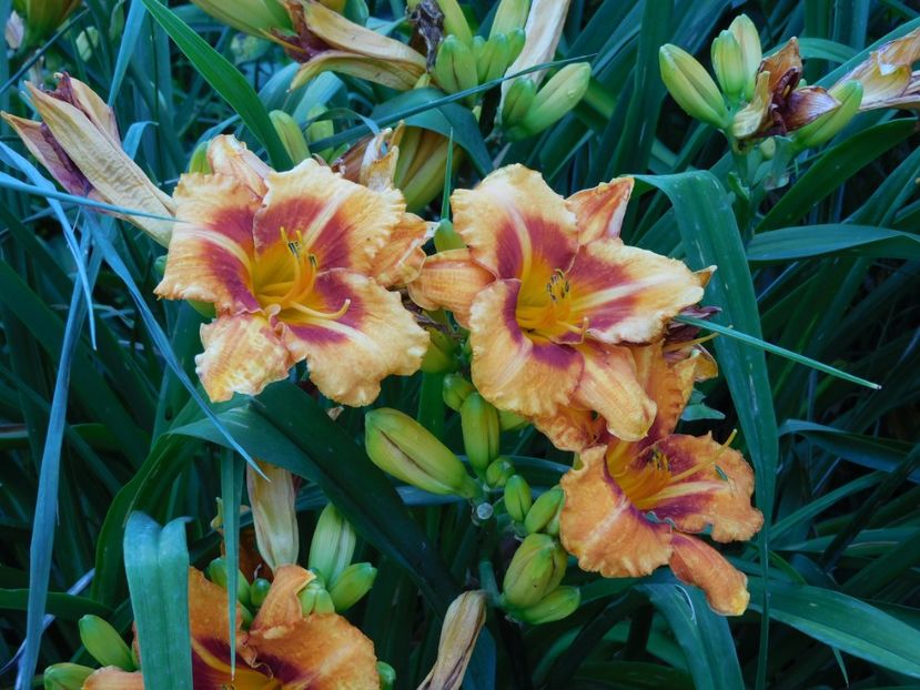  - Hemerocallis - crini 2024