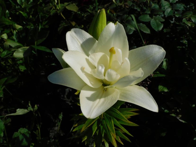  - Hemerocallis - crini 2024