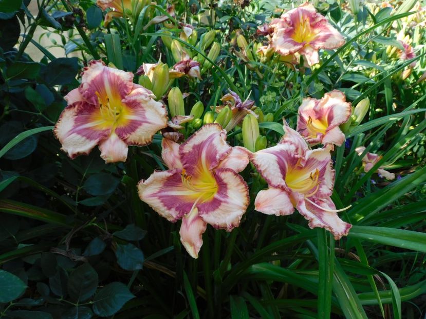  - Hemerocallis - crini 2024