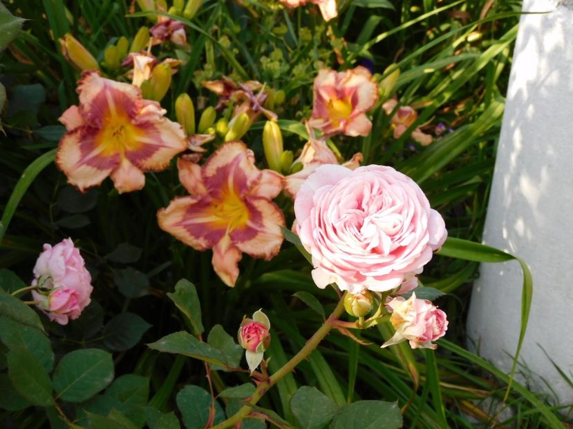  - Hemerocallis - crini 2024