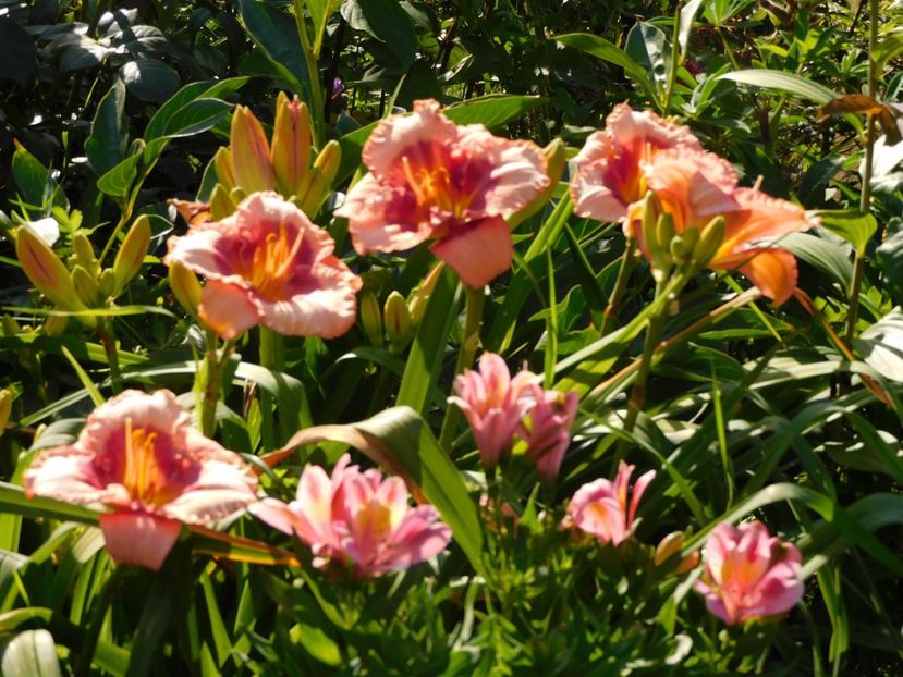  - Hemerocallis - crini 2024