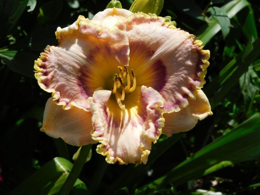  - Hemerocallis - crini 2024
