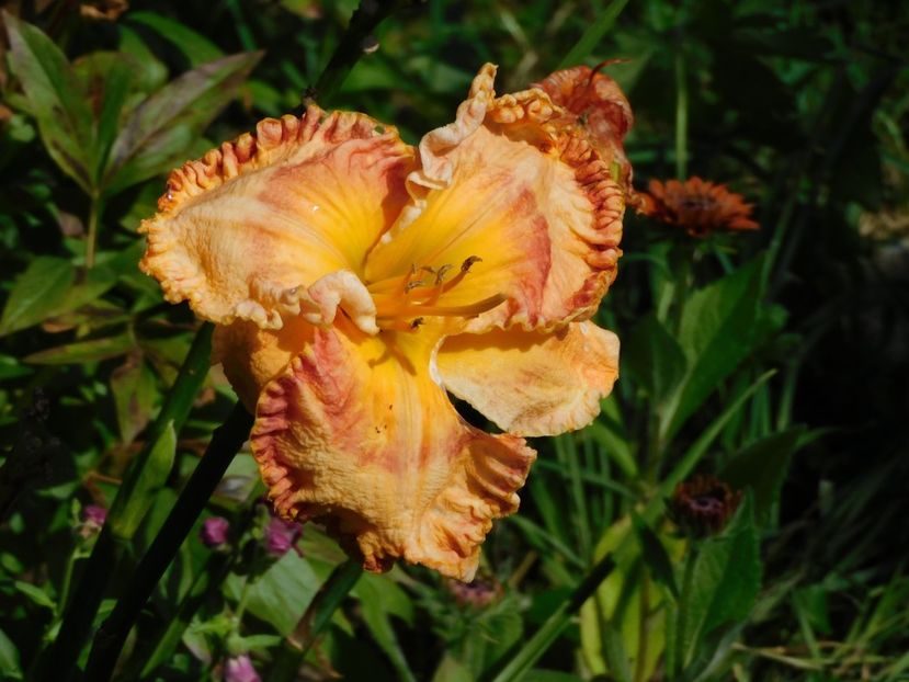  - Hemerocallis - crini 2024