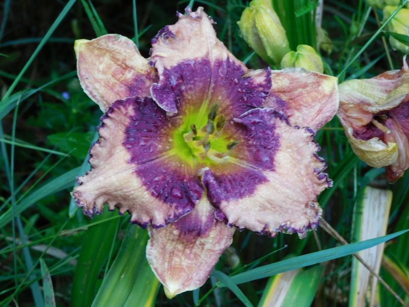  - Hemerocallis - crini 2024